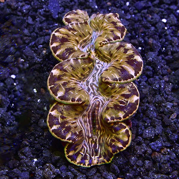 maxima clam