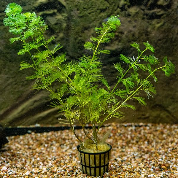 Cabomba: Aquatic Plants for Freshwater Aquariums