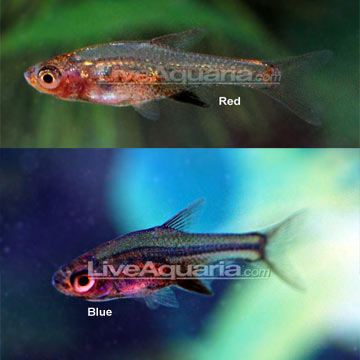 Tropical Fish for Freshwater Aquariums: Axelrod Rasbora