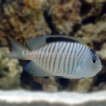 Saltwater Aquarium Fish for Marine Aquariums: Zebra Lyretail Angelfish