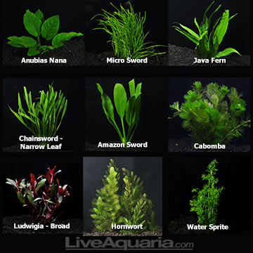 Aquatic Plants for Freshwater Aquariums: Aquarium Plant Pack - Deluxe