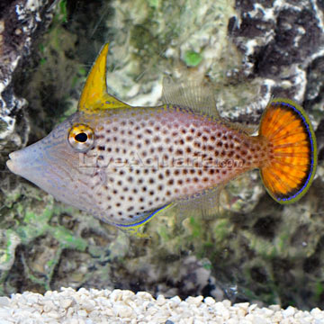 Saltwater Aquarium Fish for Marine Aquariums: Fantail Orange Filefish