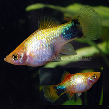 Tropical Fish for Freshwater Aquariums: Gold Mickey Mouse Platy