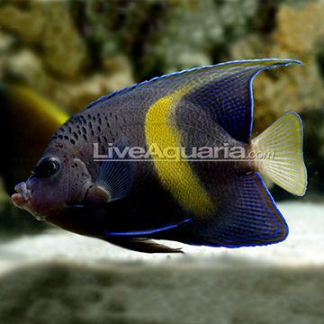 Saltwater Aquarium Fish for Marine Aquariums: Maculosus Angelfish