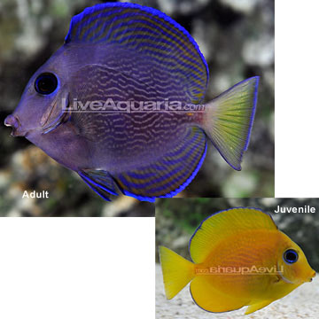 Saltwater Aquarium Fish for Marine Aquariums: Blue Caribbean Tang