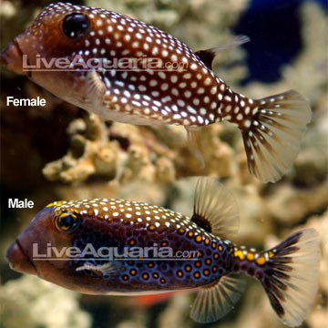 Saltwater Aquarium Fish for Marine Aquariums: Boxfish