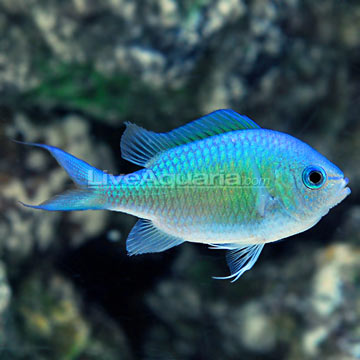 Chromis - Alchetron, The Free Social Encyclopedia