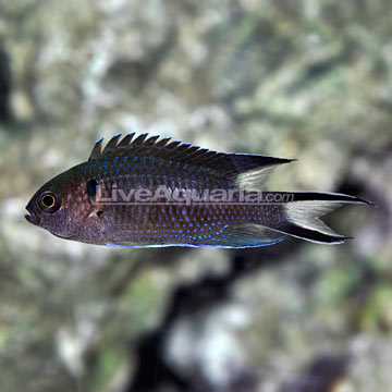 Saltwater Aquarium Fish for Marine Aquariums: Regal Demoiselle ...