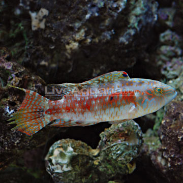 Saltwater Aquarium Fish for Marine Aquariums: Two Spot Wrasse ...