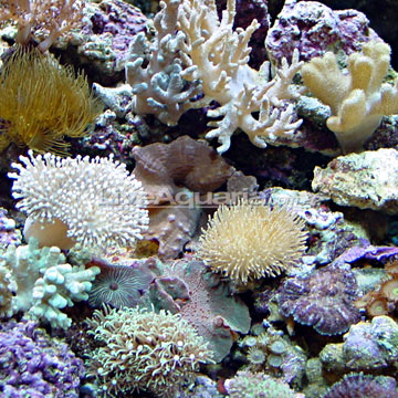 Bali Nano Soft Coral Pack