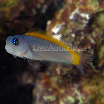 Small interesting fish - Reef Central Online Community