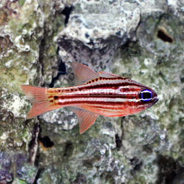 Saltwater Aquarium Fish for Marine Aquariums: Ochrestriped Cardinalfish ...