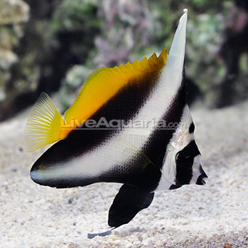 Singular Bannerfish