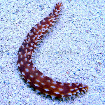 Sea Cucumber, Tiger Tail EXPERT ONLY