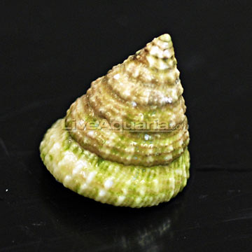 Turban Snail