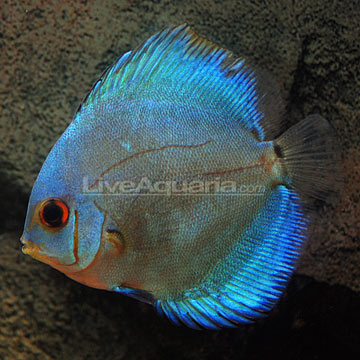 Blue Diamond Discus Tropical Aquarium Fish