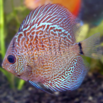 Snakeskin Discus