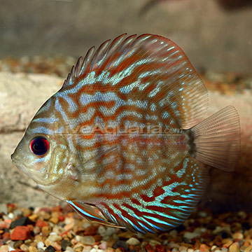 Red Turquoise Discus