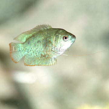 Tropical Fish for Freshwater Aquariums: Powder Blue Dwarf Gourami ...