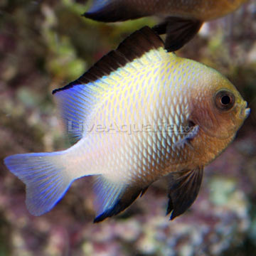 Marginated Damselfish