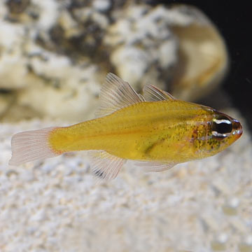 Yellow Cardinalfish