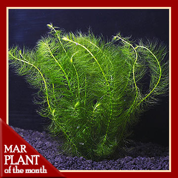 Aquatic Plants for Freshwater Aquariums: Myrio - Green