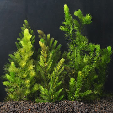 Aquatic Plants for Freshwater Aquariums: Hornwort