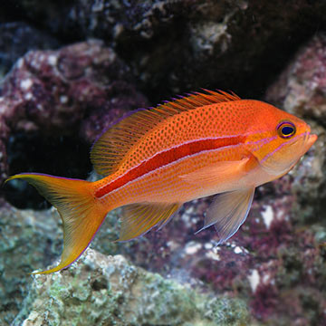 Saltwater Aquarium Fish for Marine Aquariums: Red Striped Anthias