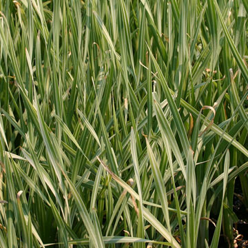 Variegated Cattail: Plants for Ponds & Water Gardens