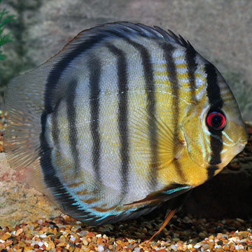 Tropical Fish for Freshwater Aquariums: Green Discus, Symphysodon sp.