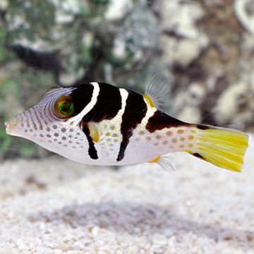 Saltwater Aquarium Fish for Marine Aquariums: Saddle Valentini Puffer