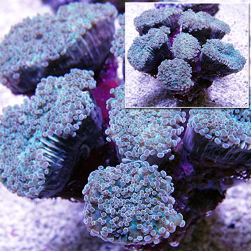 Saltwater Aquarium Corals for Marine Reef Aquariums: Frogspawn Coral ...