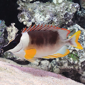 Magnificent Foxface: Saltwater Aquarium Fish for Marine Aquariums
