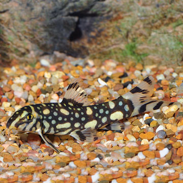 Tropical Fish for Freshwater Aquariums: Kubotai Loach