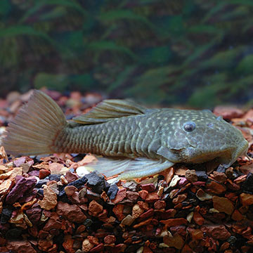 Rubber (L-56) Plecostomus