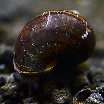 Black Mystery Snail Group 