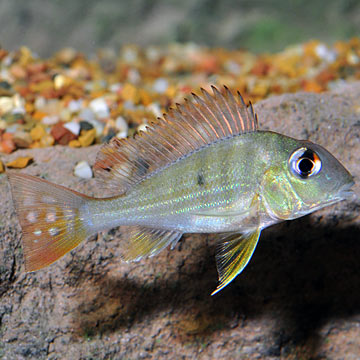 Redstriped Eartheater Cichlid