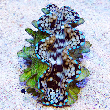 Saltwater Aquarium Clams for Marine Reef Aquariums Squamosa Clam ...