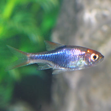 Black Harlequin Rasbora