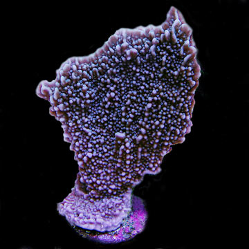 ORA&reg; Aquacultured Periwinkle Plating Montipora Coral