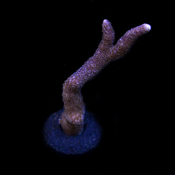 ORA&reg; Aquacultured Purple Montipora digitata Coral