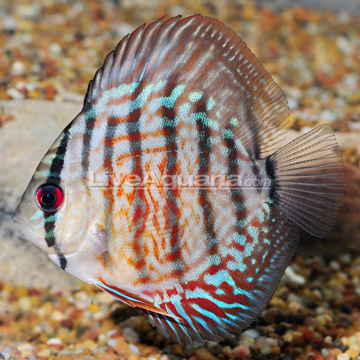 Royal Red Discus