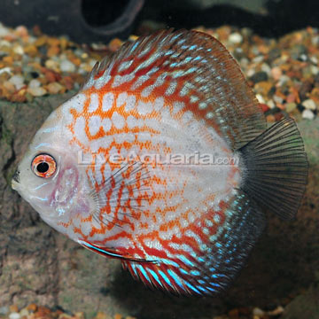 Pigeon Blood Discus