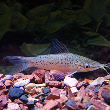 Tropical Fish for Freshwater Aquariums: Porthole Catfish