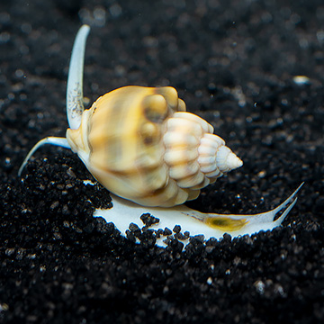 Super Tongan Nassarius Snail