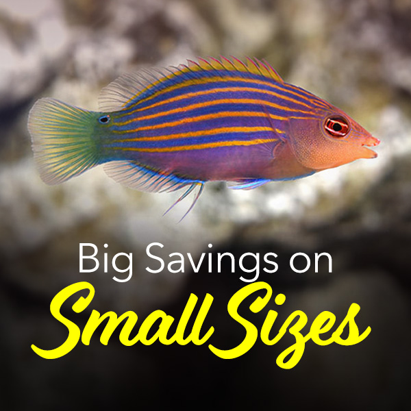 Big Savings on Small Sizes