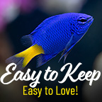 Easy to Care