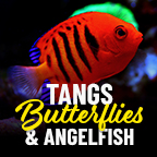Tangs, Butterflies, & Angels