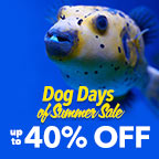 Dog Days of Summer Sale