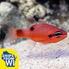 Flame Cardinalfish